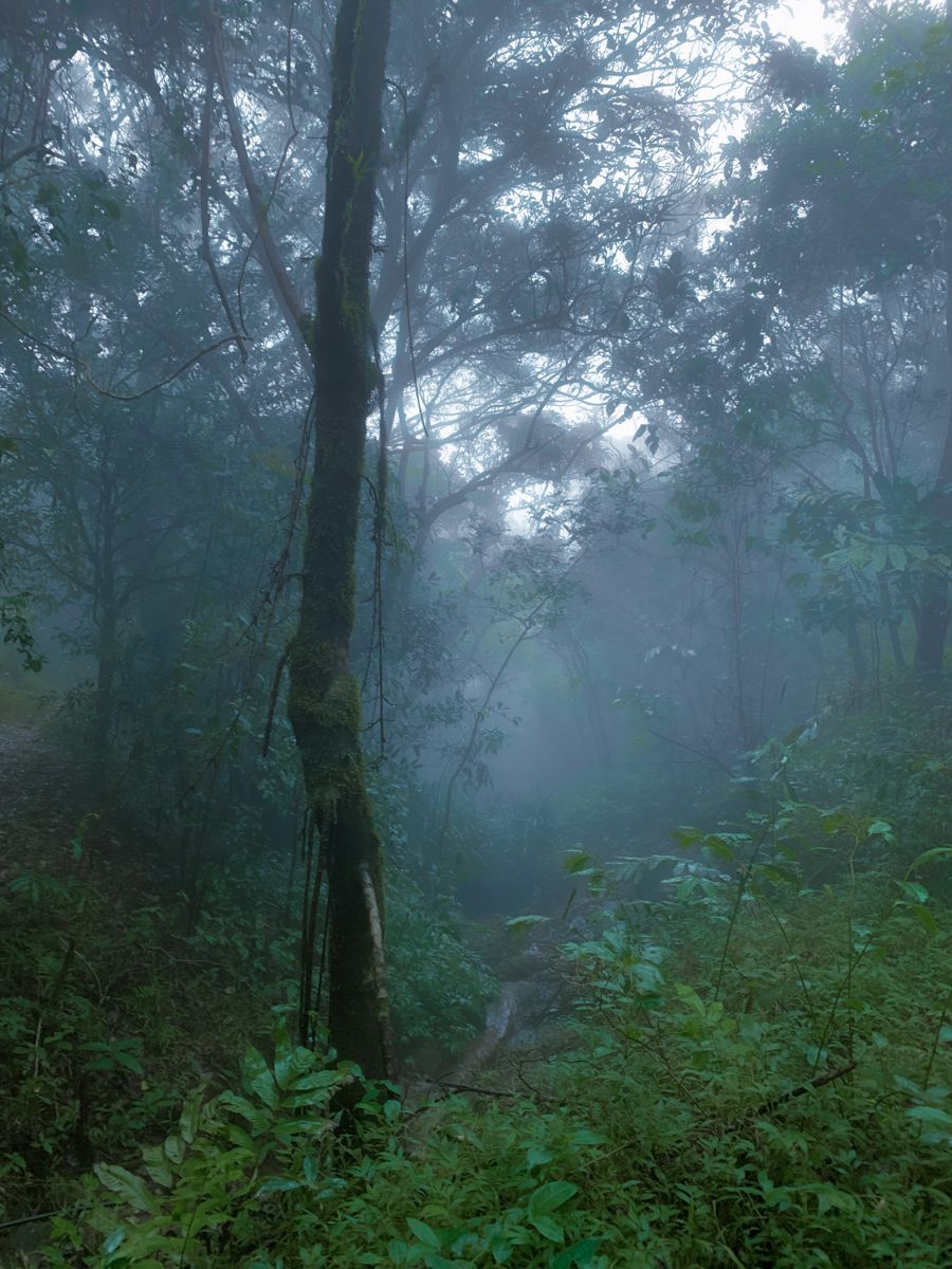 Misty Kerala highland forest at dawn
